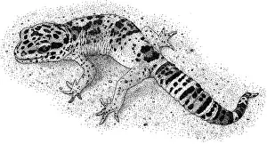 Eublepharis Prints: Leopard Gecko