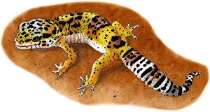 Eublepharis Prints: Leopard Gecko