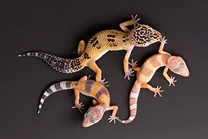 Lizard Prints: Leopard Gecko (E. macularius) collection