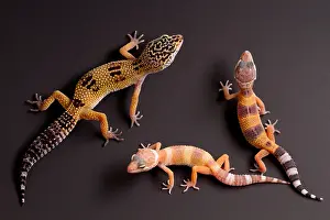 Many Science & Medical Prints: Leopard Gecko (E. macularius) collection
