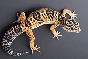 Body Prints: Leopard Gecko (Eublepharis macularius)