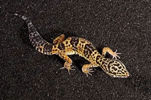Leopard Gecko (Eublepharis macularius)