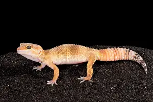 Eublepharidae Prints: Leopard Gecko (Eublepharis macularius)