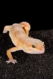 Eublepharidae Prints: Leopard Gecko (Eublepharis macularius)