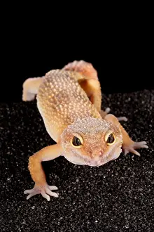 Squamate Prints: Leopard Gecko (Eublepharis macularius)