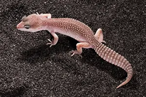 Squamate Prints: Leopard Gecko (Eublepharis macularius)