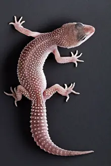 Body Prints: Leopard Gecko (Eublepharis macularius)