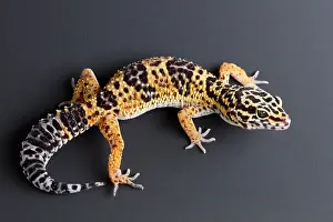 Lizard Prints: Leopard Gecko (Eublepharis macularius)