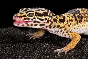 Studio Prints: Leopard Gecko (Eublepharis macularius)