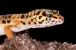 Many Science & Medical Prints: Leopard Gecko (Eublepharis macularius)