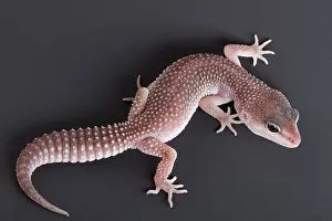 Many Science & Medical Prints: Leopard Gecko (Eublepharis macularius)