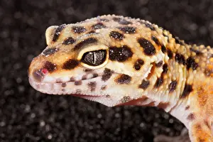 Many Science & Medical Prints: Leopard Gecko (Eublepharis macularius)