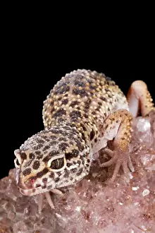 Eublepharidae Prints: Leopard Gecko (Eublepharis macularius) on quartz