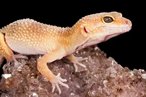 Eublepharidae Prints: Leopard Gecko (Eublepharis macularius) on quartz