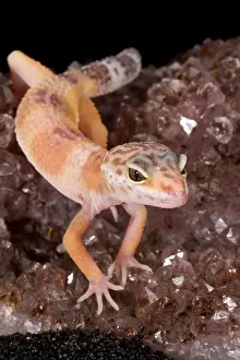 Eublepharidae Prints: Leopard Gecko (Eublepharis macularius) on quartz