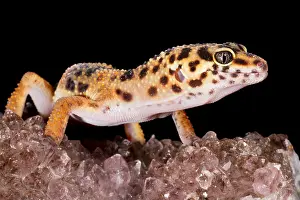 Lizard Prints: Leopard Gecko (Eublepharis macularius) on quartz