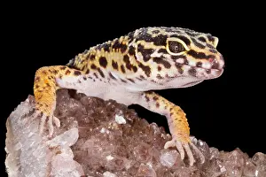 Lizard Prints: Leopard Gecko (Eublepharis macularius) on quartz