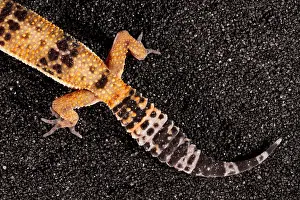 Tail Prints: Leopard Gecko (Eublepharis macularius) tail