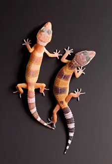 Lizard Prints: Leopard Geckos (Eublepharis macularius)