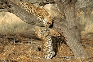 Animals Prints: Leopard (Panthera pardus)