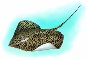 Sting Prints: Leopard ray