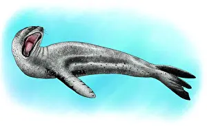 Leopard Prints: Leopard Seal