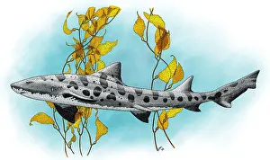 Leopard Prints: Leopard Shark