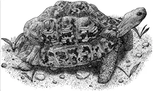 Tortoises Prints: Leopard Tortoise
