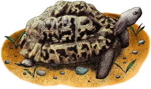Tortoises Prints: Leopard Tortoise