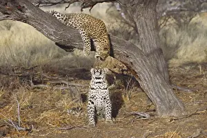 Misc 2 Prints: Two leopards