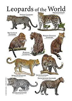 Big Cats Prints: Leopards of the World