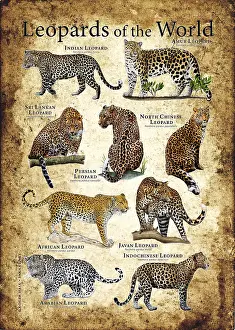 Animals Prints: Leopards of the World