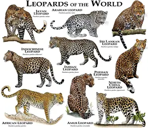 Arab Prints: Leopards of the World