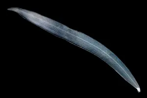 Creature Prints: Leptocephalus Larva