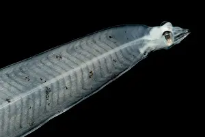 Creature Prints: Leptocephalus Larva