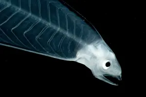 Creature Prints: Leptocephalus Larva