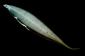 Creature Prints: Leptocephalus Larva