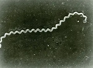 Gram Prints: Leptospira Bacteria, under a microscope (SEM)