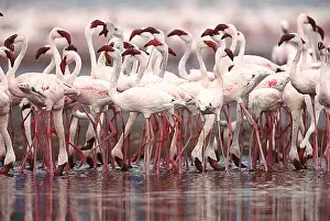 World Prints: Lesser Flamingos, Kenya