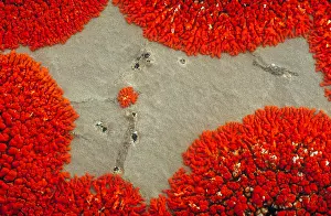 Misc 2 Prints: Lichen patterns on rock