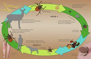 Bulls Prints: Life Cycle of the Black-legged Tick & Lyme, Illustration
