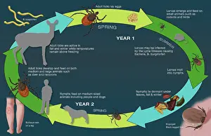 Bulls Prints: Life Cycle of the Black-legged Tick and Lyme, Illustration