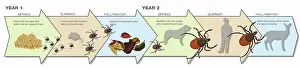 Lyme Prints: Life Stages of the Black-legged Tick, Illustration