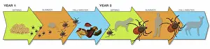 Cycle Prints: Life Stages of the Black-legged Tick, Illustration