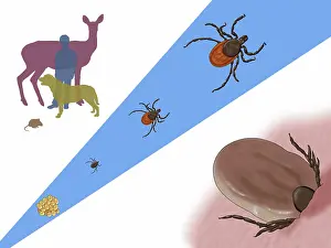 Bulls Prints: Life Stages of a Black-legged Tick, Illustration