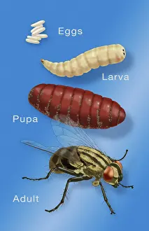 Stage Prints: Life Stages of a House Fly, Illustration