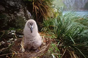 Light Prints: Light-mantled Sooty Albatross