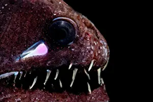 Dragon Prints: Light organ of Threadfin Dragonfish