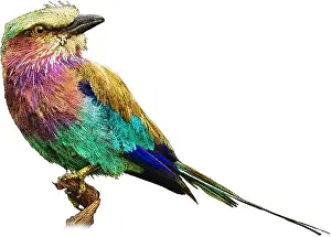 Breasted Prints: Lilac breasted roller