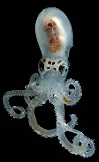 Atlantic Prints: Lilliput Longarm Octopus